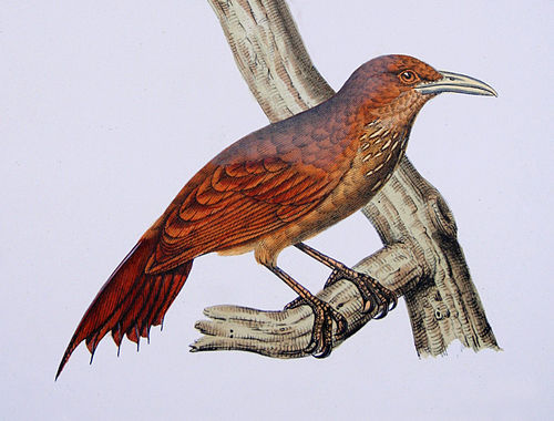 Cinnamon-throated woodcreeper